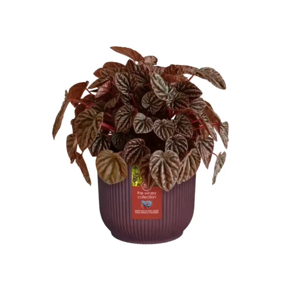 Soporte para Macetas Ajustable Macetero reciclado Winery rojo burdeos Elho 16 cm