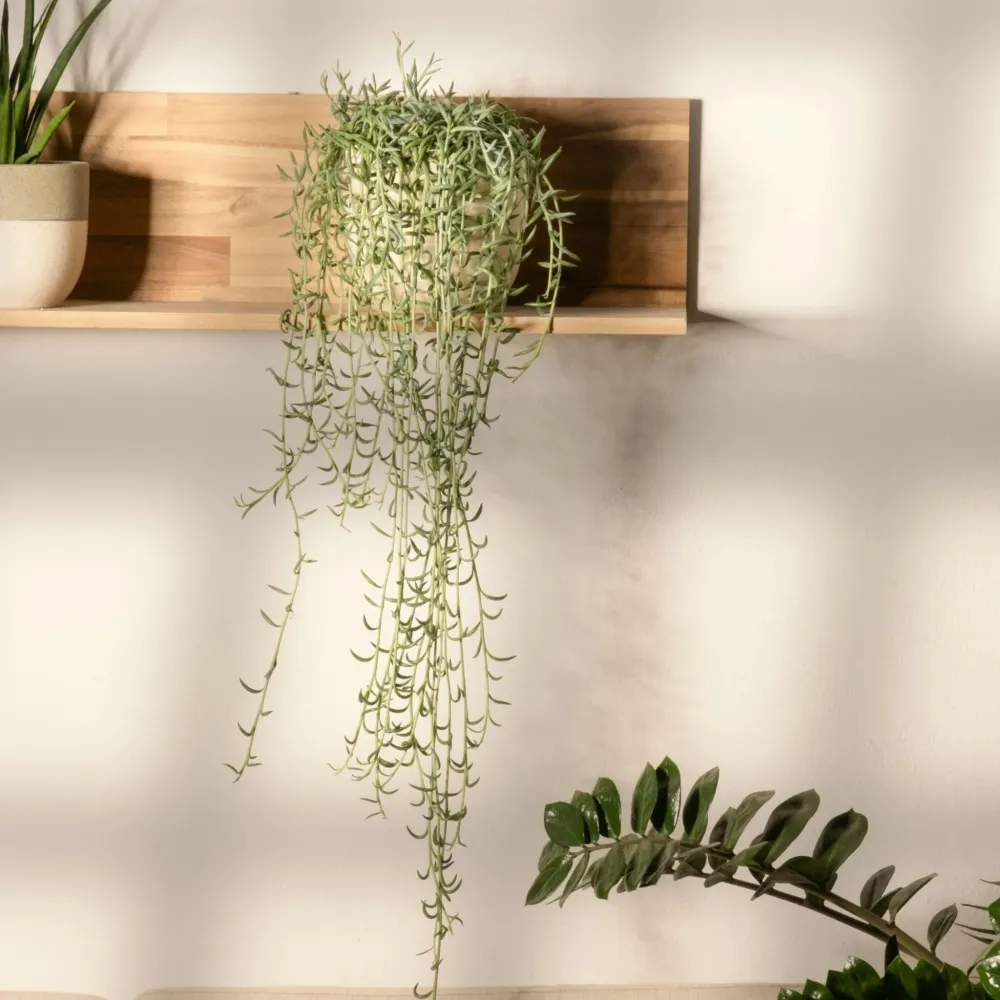 Cadena De Plátanos - Senecio Radicans - Altura 10-20cm - ⌀12cm con Sistema de Drenaje