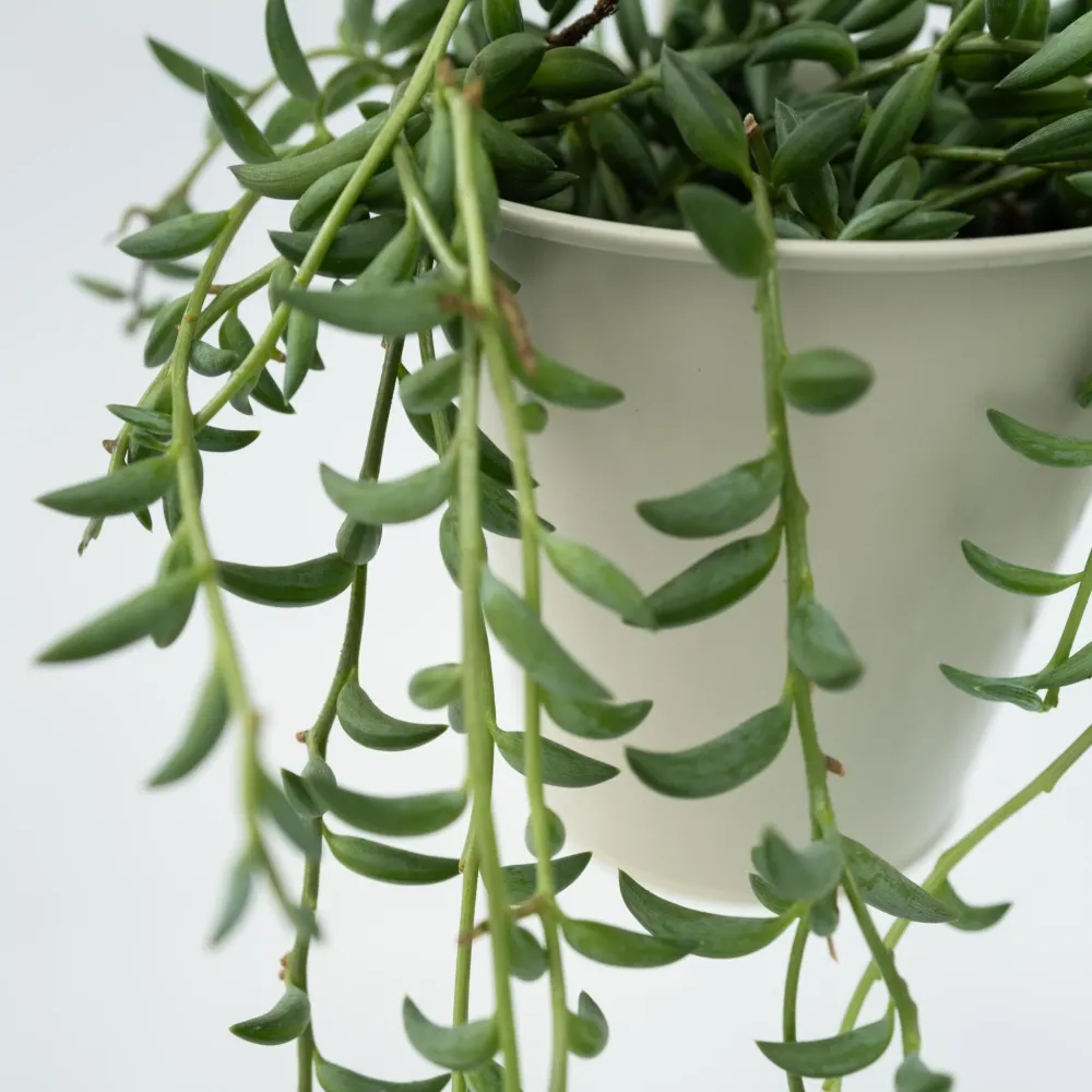 Cadena De Plátanos - Senecio Radicans - Altura 10-20cm - ⌀12cm con Sistema de Drenaje