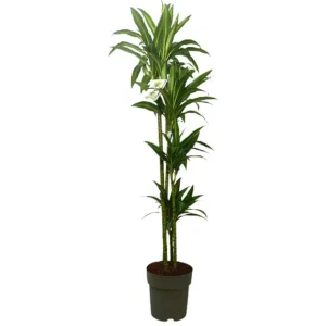 Dracena Hawaian Sunshine 4 Tallos M25 120-140cm