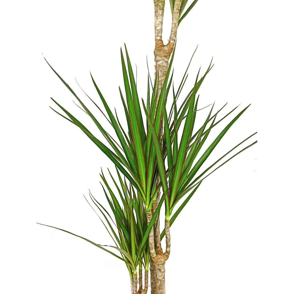 Dracena Marginata 4 Troncos 90-60-30-15 M22 120cm para Plantas de Sombra
