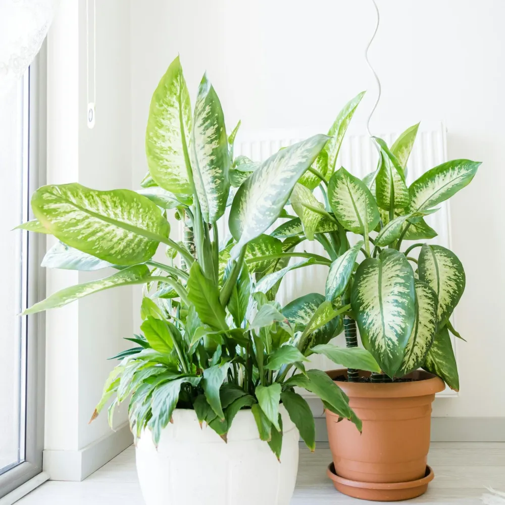 Trópico - Dieffenbachia 'tropic' - Altura 70-80cm - ⌀24cm para Plantas de Sombra