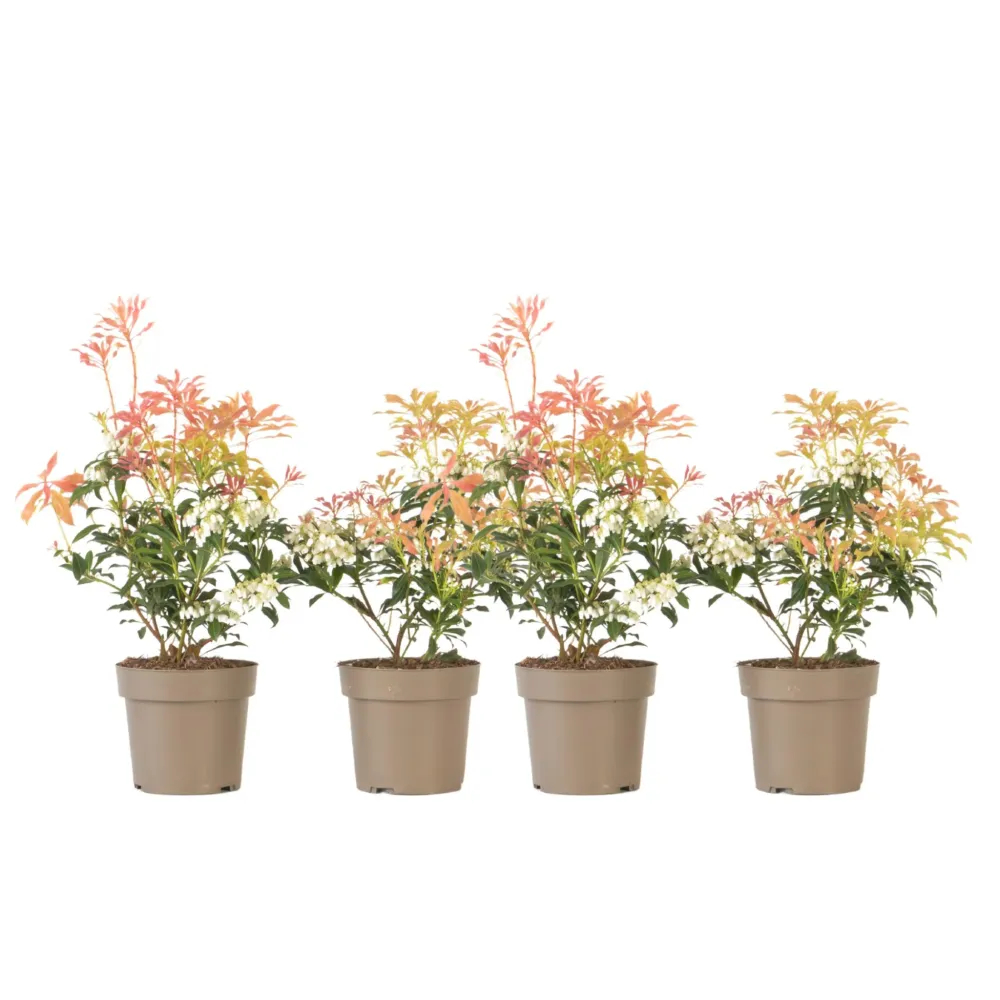 Andromeda Japonica - 4 Pzs - Pieris 'forest Flame' - Altura 25-40cm - ⌀17cm