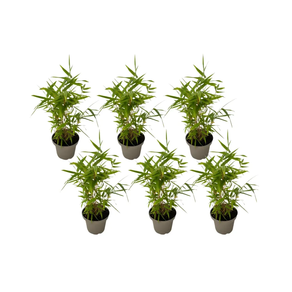 Bambú - 6 Piezas - Fargesia Nitida 'black Dragon' - Altura 25-40cm - ⌀14cm