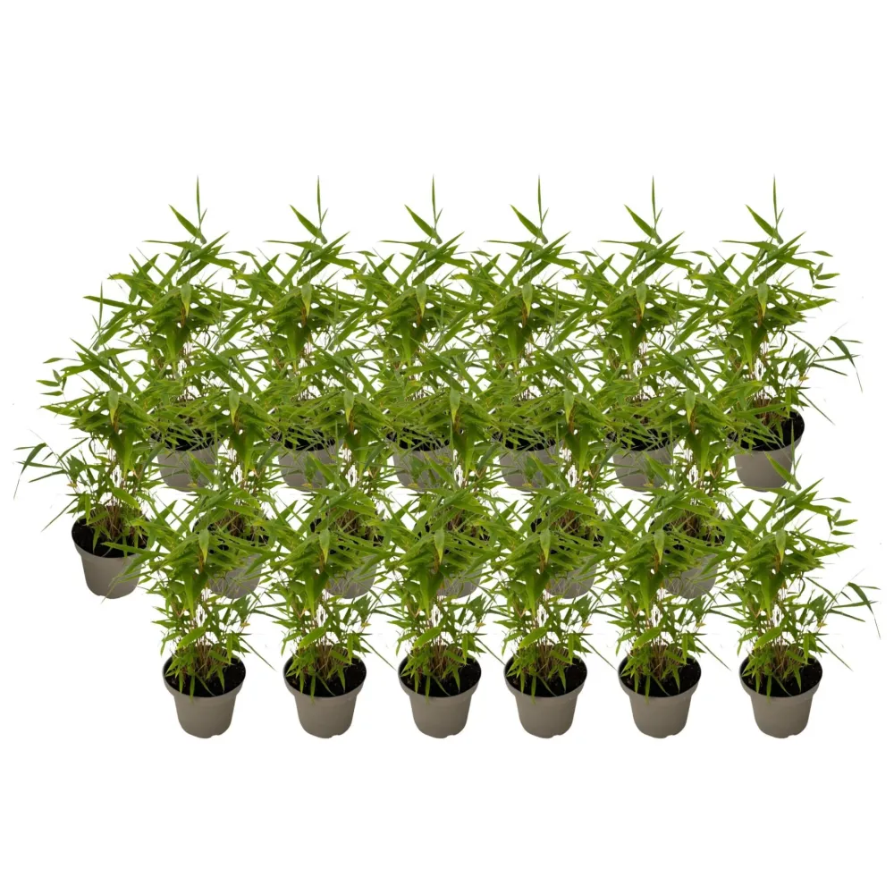 Bambú - 18 Piezas - Fargesia Nitida 'black Dragon' - Altura 25-40cm - ⌀14cm
