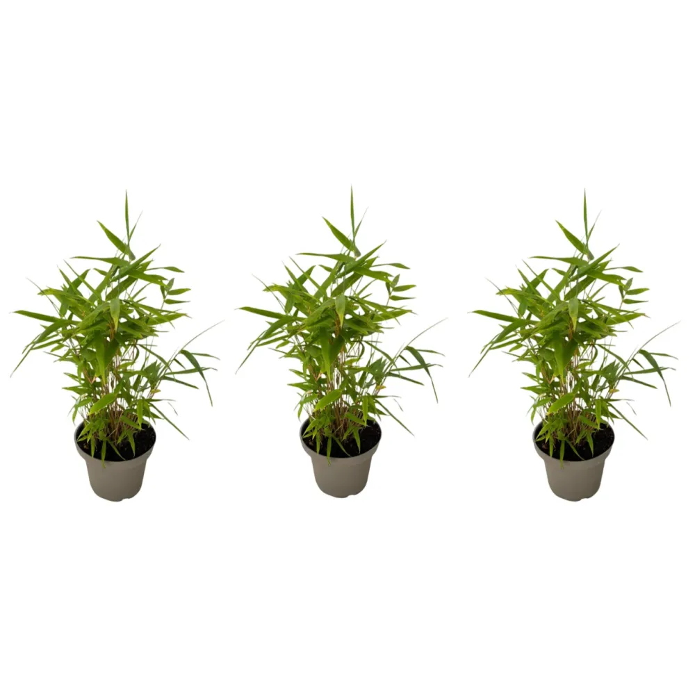Bambú - 3 Piezas - Fargesia Nitida 'black Dragon' - Altura 25-40cm - ⌀14cm