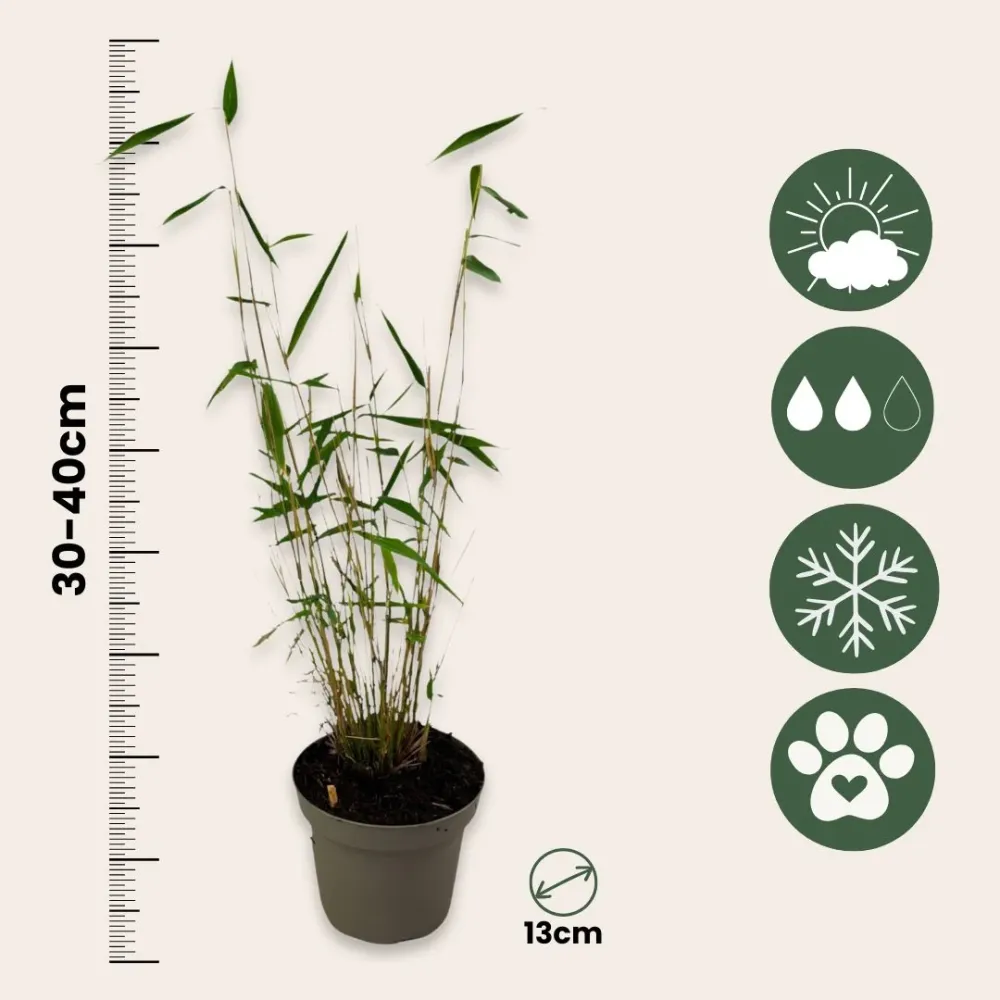 Bambú - 3 Pzs - Fargesia Papyrifera 'blue Dragon' - Altura 30-40cm - ⌀13cm