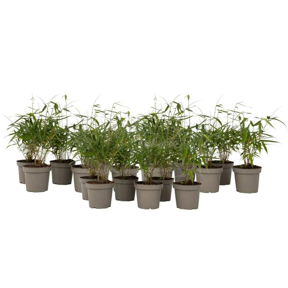 Bambú - 18 Pzs - Fargesia Scabrida 'asian Wonder' - Altura 25-40cm - ⌀13cm