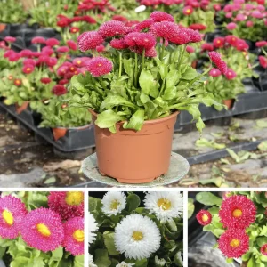 Bellis perennis (Margatita de los prados)