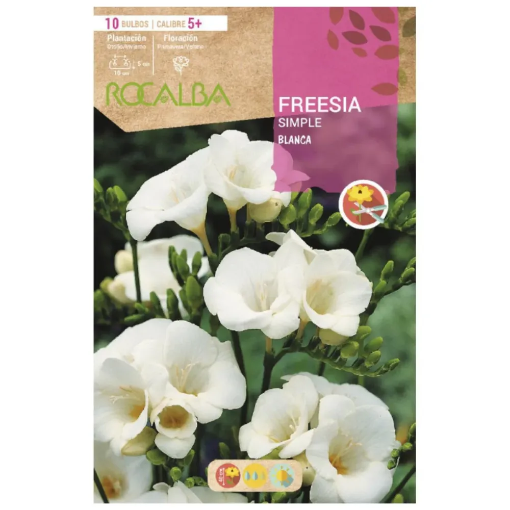 Bulbo Freesia directo blanco 10 uds Rocalba