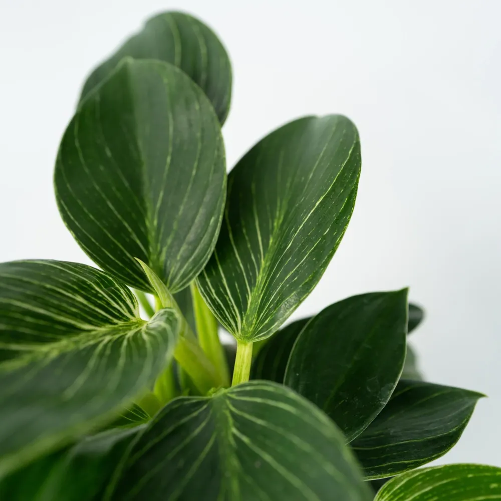 Filodendro - 2 Pzs - Philodendron 'white Wave' - Altura 25-40cm - ⌀12cm