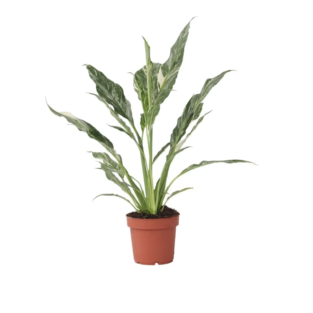 Flor De La Paz - Spathiphyllum 'diamond' - Altura 40-50cm - ⌀12cm