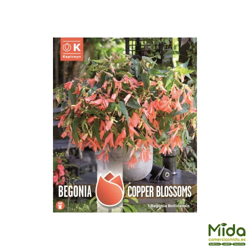 Kapiteyn Bulbos de BEGONIA BOLIVIENSIS o BOLIVIANA