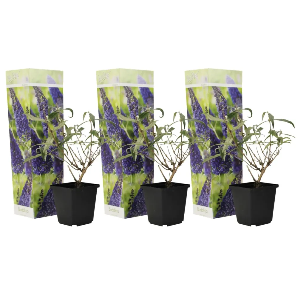 Lila De Verano - 3 Pzs - Buddleja Davidii 'nanho Blue' - Altura 25-40cm - ⌀9cm