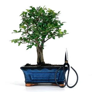 Pack Bonsái Zelkova 5 ños + Tijera