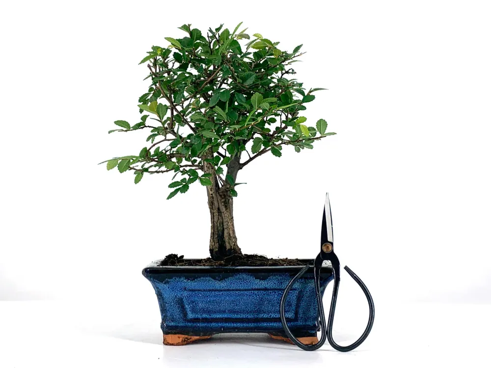 Pack Bonsái Zelkova 5 ños + Tijera