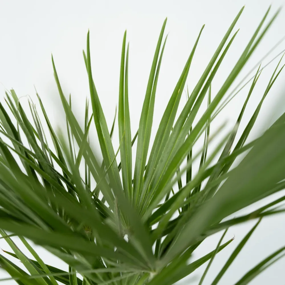Palmito - 2 Pzs - Chamaerops Humilis - Altura 50-60cm - ⌀15cm