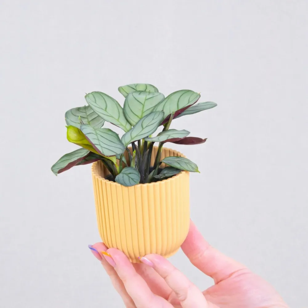 Planta De Oración - Ctenanthe Burle-marxii 'amagris' - Altura 25-35cm - ⌀14cm