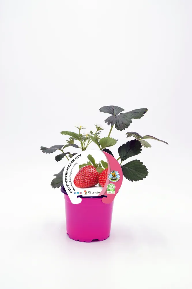 Plantón Fresa Mara Des Bois En Maceta 10,5 Cm. Auténtico - Fitoralia