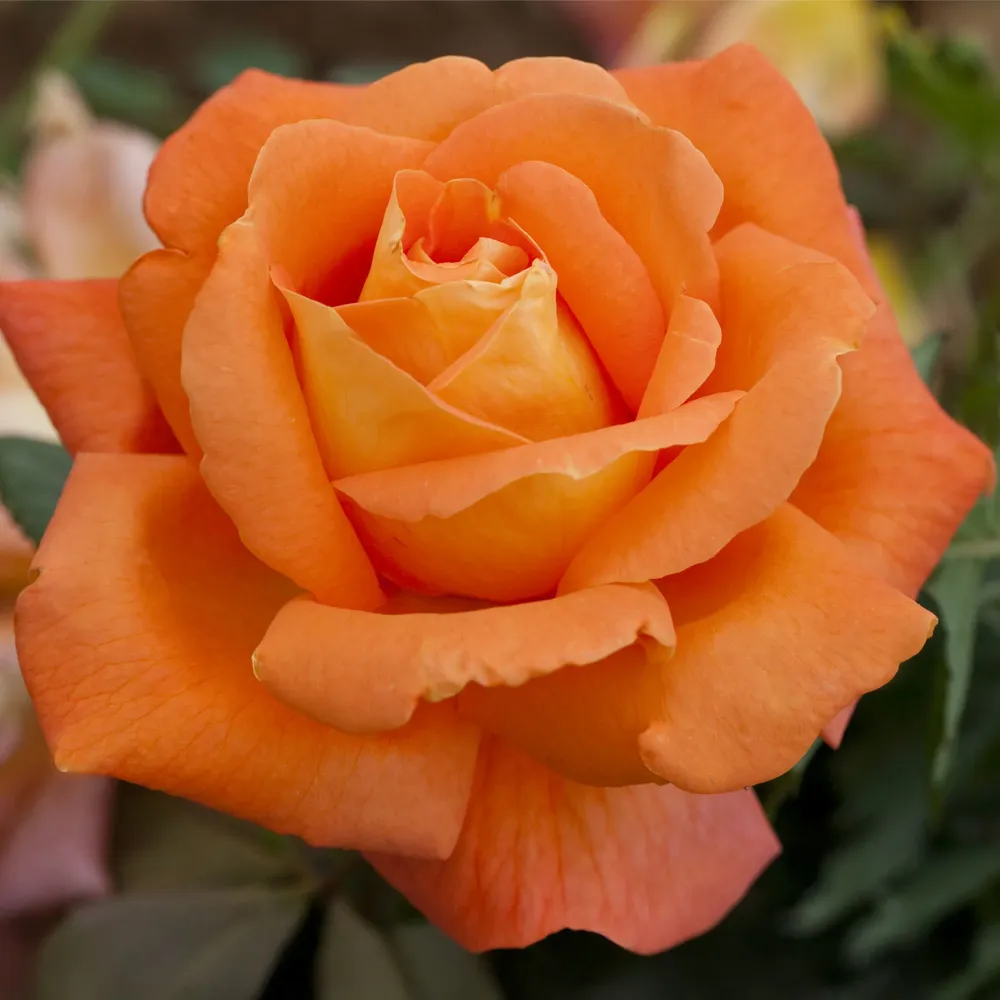 Rosal Louis de Funes®