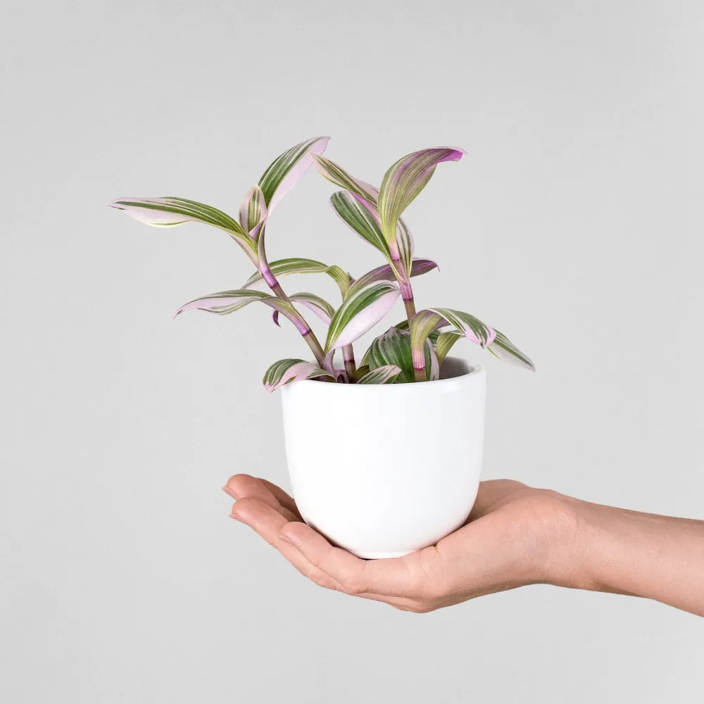 Tradescantia fluminensis 'Nanouk Lilac' Pequeño