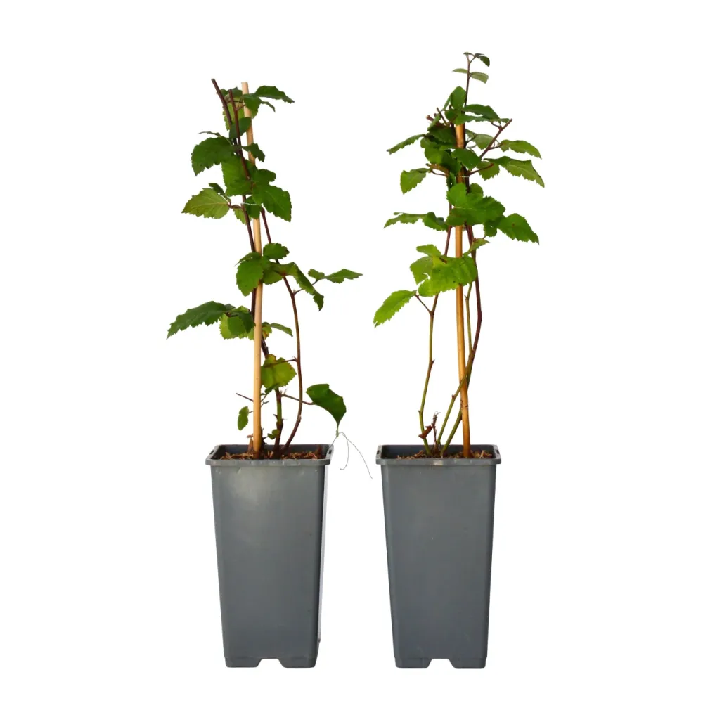 Zarzamora - 2 Pzs - Rubus Fruticosus 'thornfree' - Altura 50-60cm - ⌀15cm