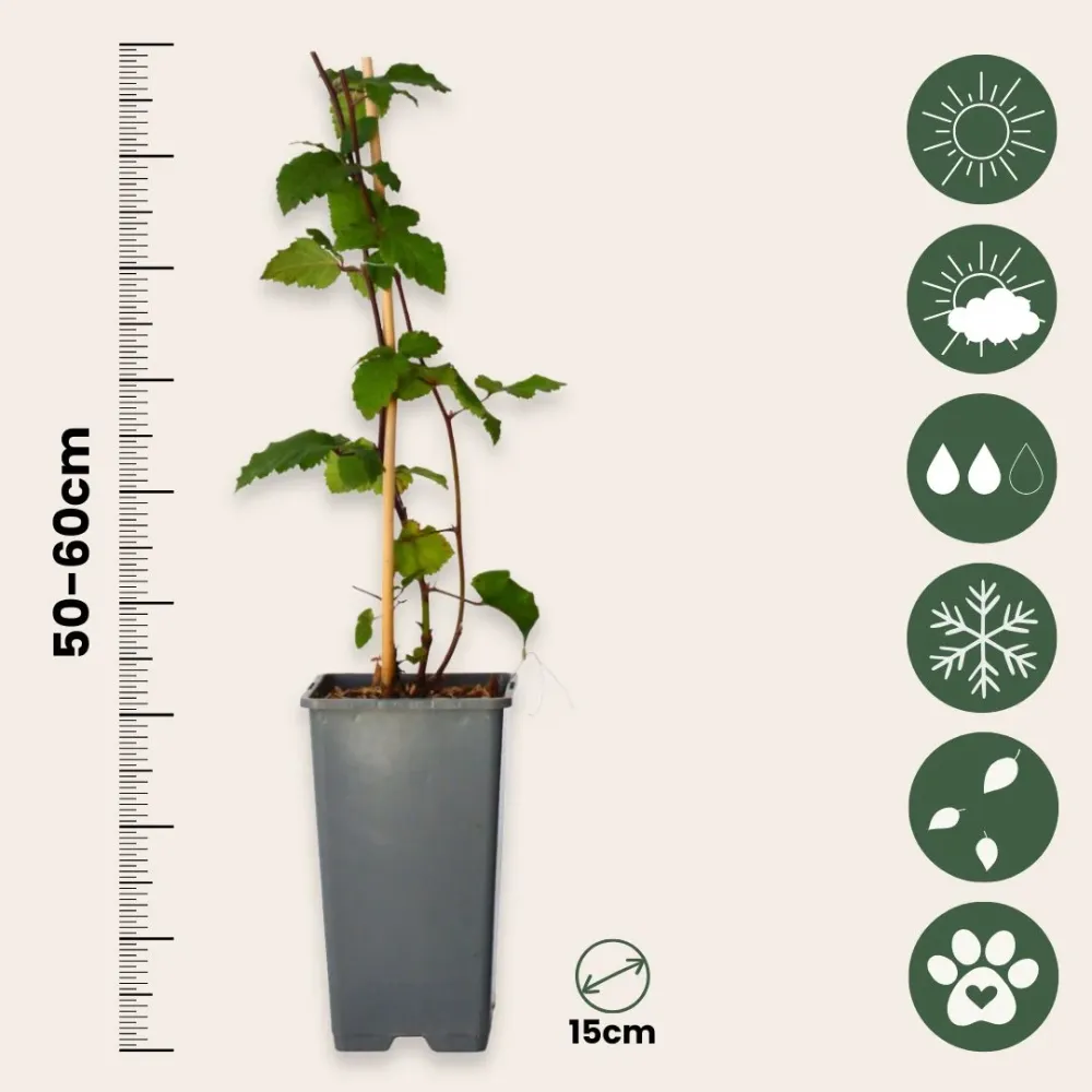 Zarzamora - 2 Pzs - Rubus Fruticosus 'thornfree' - Altura 50-60cm - ⌀15cm