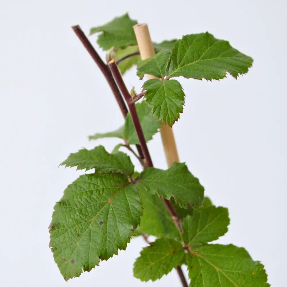 Zarzamora - 2 Pzs - Rubus Fruticosus 'thornfree' - Altura 50-60cm - ⌀15cm