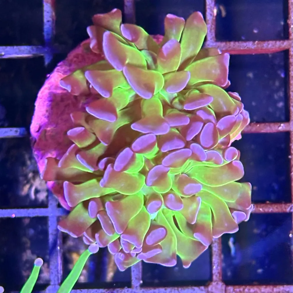 Grava Decorativa Euphyllia paraancora Verde Puntas Moradas
