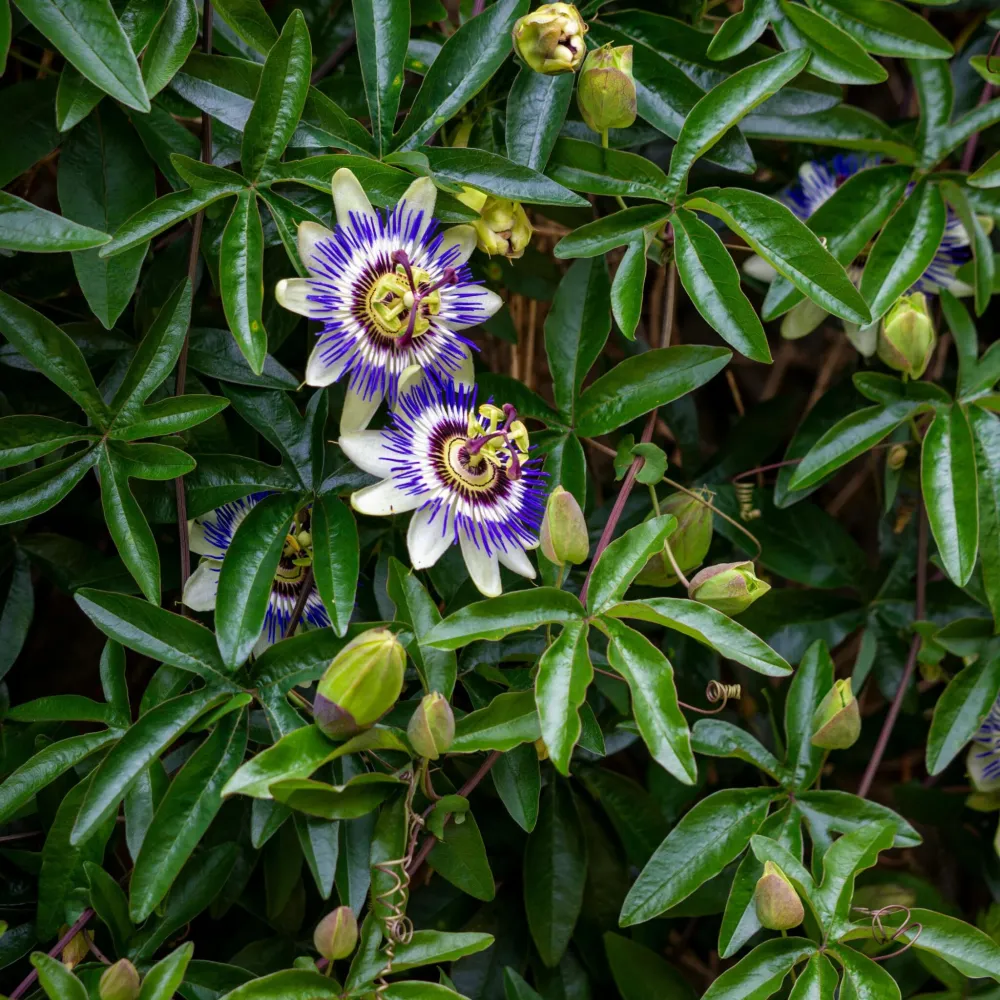 Cultivador Eléctrico Maracuyá - 6 Pzs - Passiflora Edulis 'frederick' - Altura 25-40cm - ⌀9cm