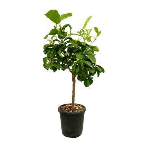 Limonero Medica M21 80-100cm con Empuñadura Ergonómica