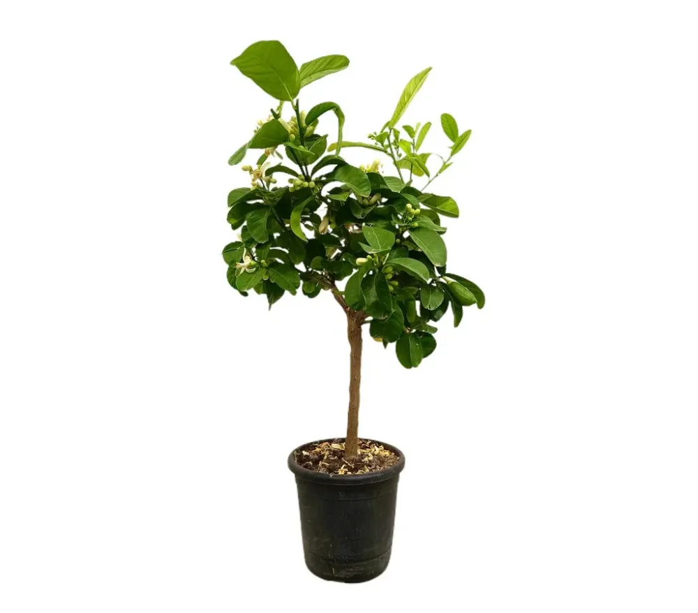 Limonero Medica M21 80-100cm con Empuñadura Ergonómica