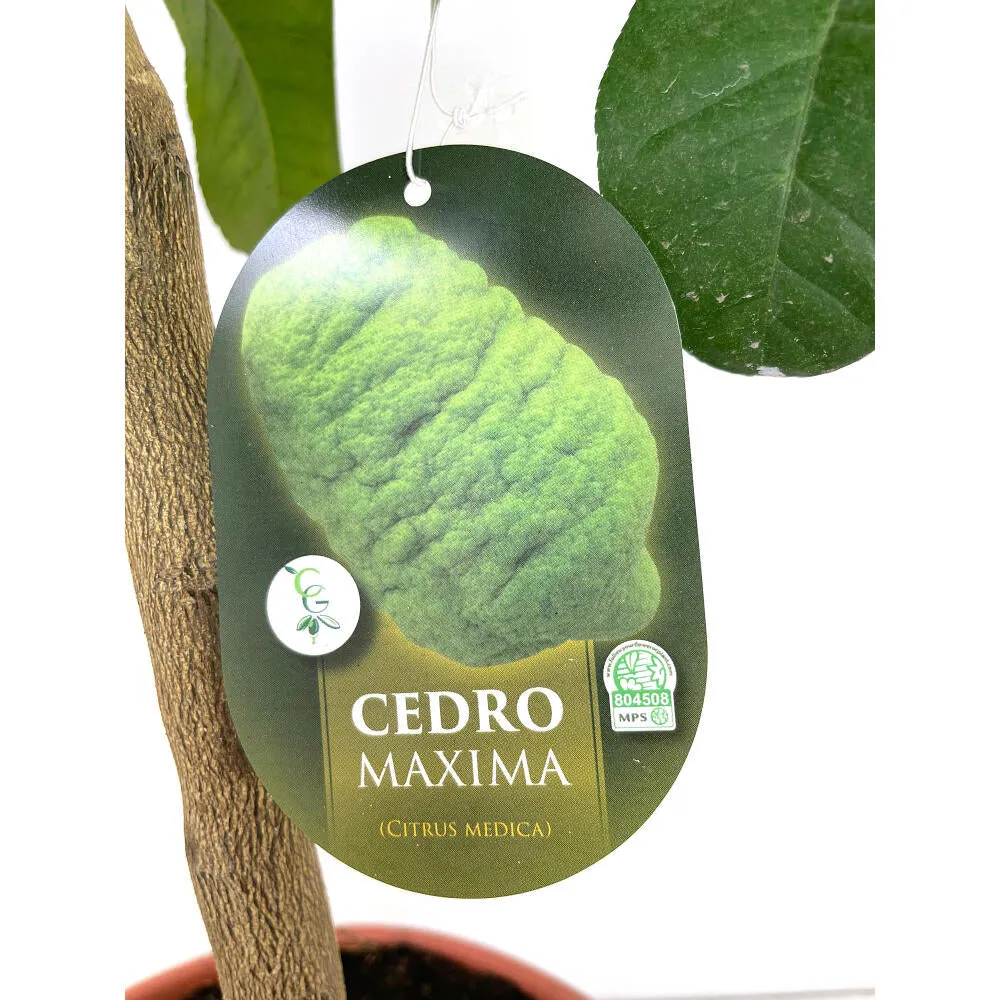 Limonero Medica M21 80-100cm con Empuñadura Ergonómica