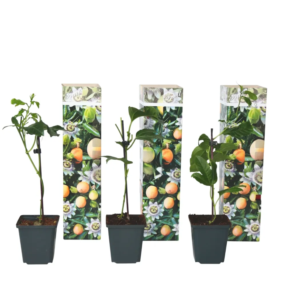 Maracuyá - 3 Pzs - Passiflora Edulis 'frederick' - Altura 25-40cm - ⌀9cm