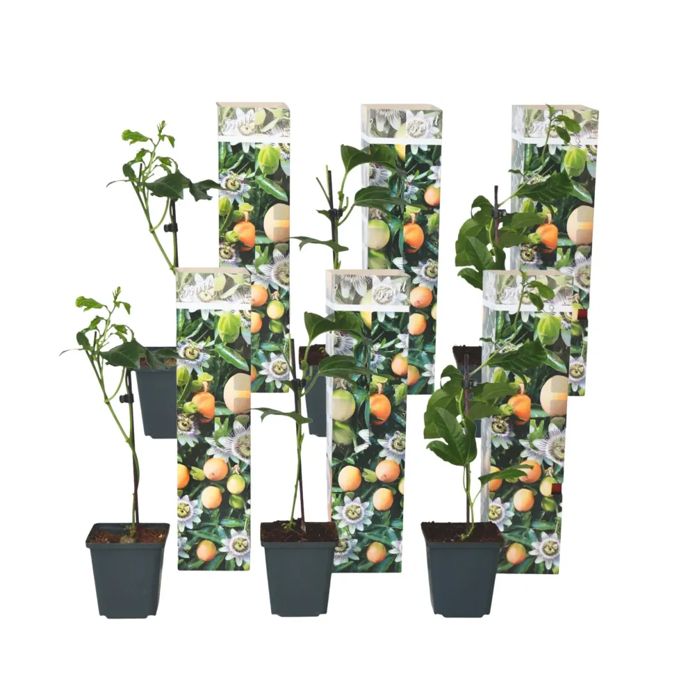 Maracuyá - 6 Pzs - Passiflora Edulis 'frederick' - Altura 25-40cm - ⌀9cm