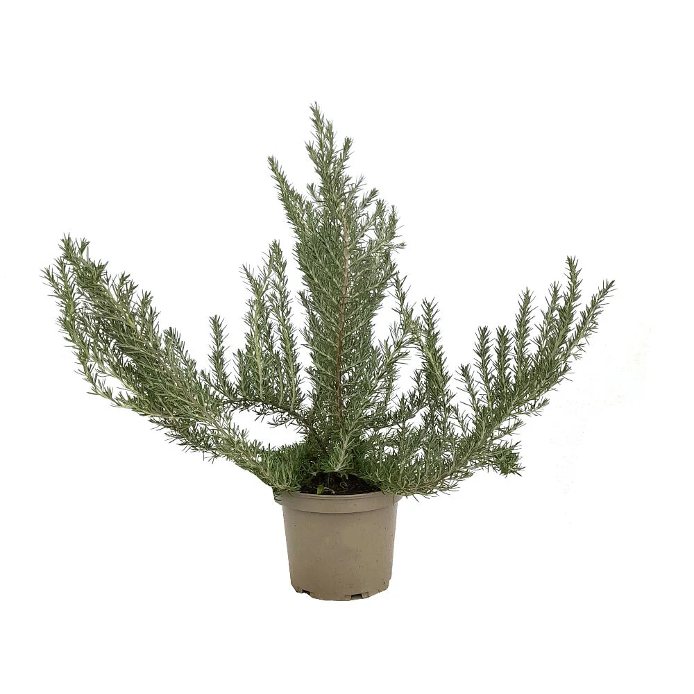 Romero Officinalis M20 45cm con Certificación de Seguridad