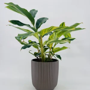 ALPINIA ZERUMBET VARIEGATA M21 Compatible con Enchufe EU