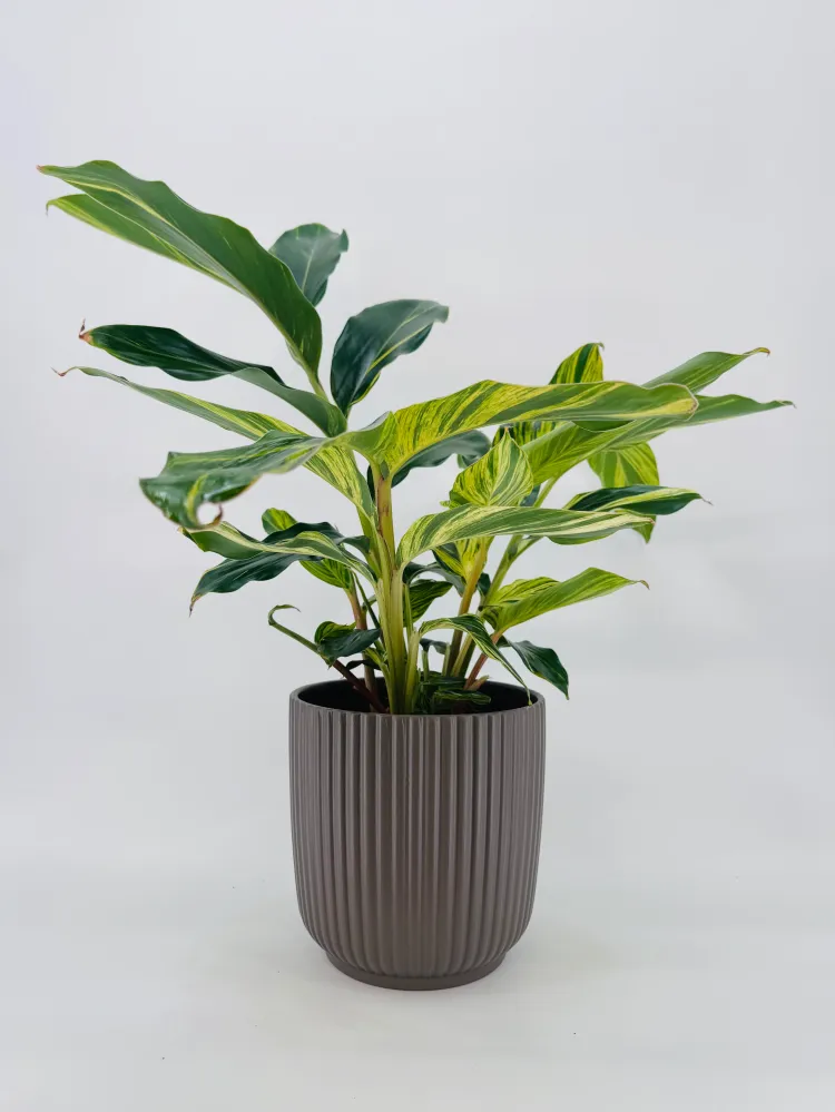ALPINIA ZERUMBET VARIEGATA M21 Compatible con Enchufe EU