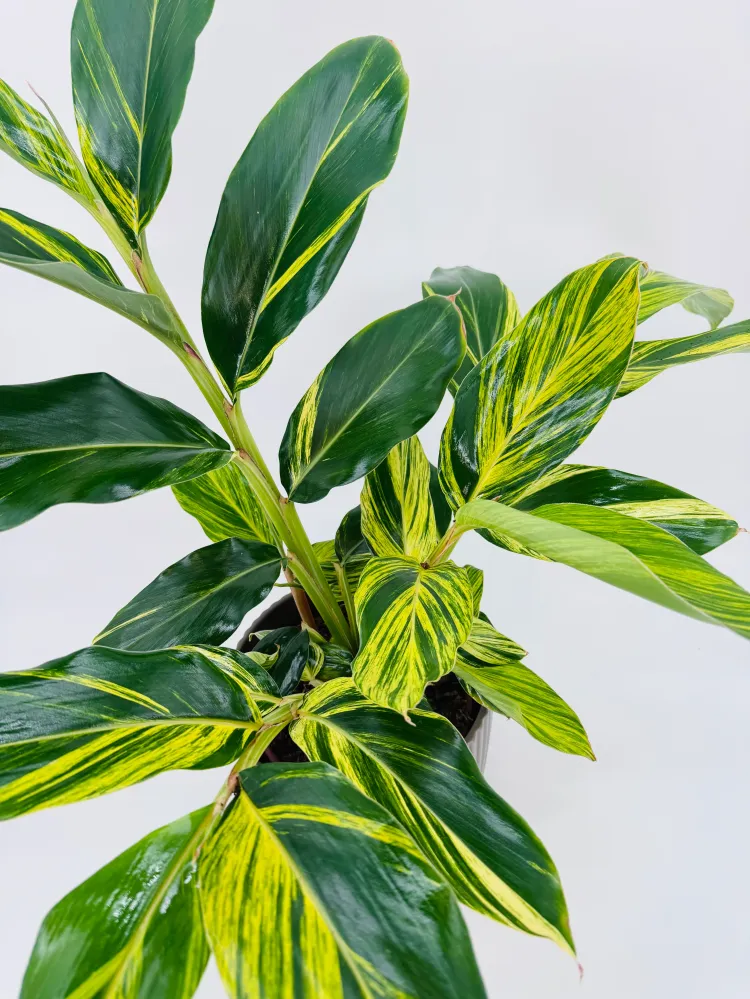 ALPINIA ZERUMBET VARIEGATA M21 Compatible con Enchufe EU