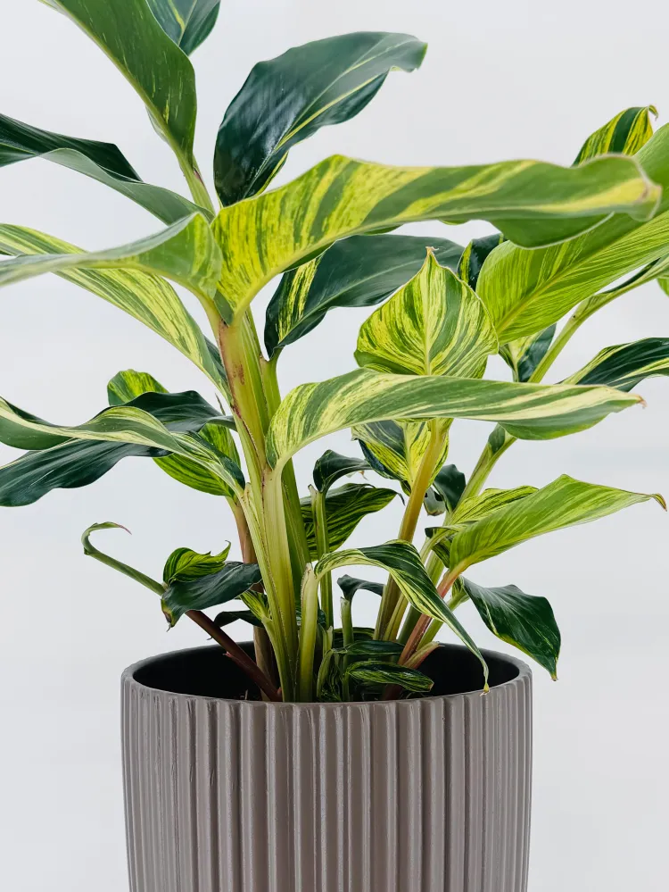 ALPINIA ZERUMBET VARIEGATA M21 Compatible con Enchufe EU