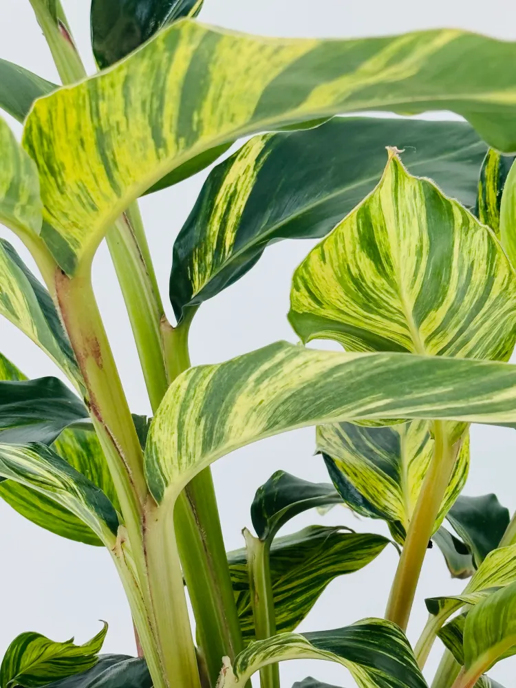 ALPINIA ZERUMBET VARIEGATA M21 Compatible con Enchufe EU