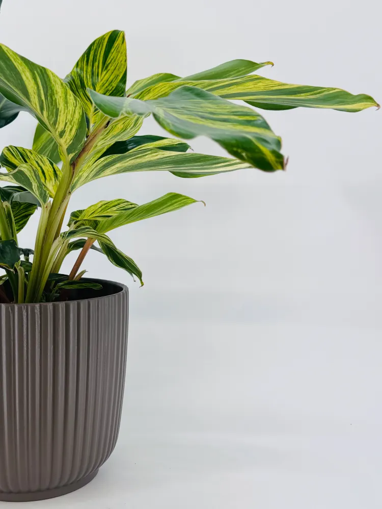 ALPINIA ZERUMBET VARIEGATA M21 Compatible con Enchufe EU