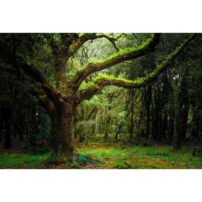 Mural extra considerable de árboles forestales, arte de pared verde no tejido para decoración de interiores, impreso perso...