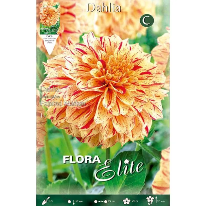Bulbo Dalia decorativa naranja bronce 1 ud para Bonsáis y Plantas Pequeñas