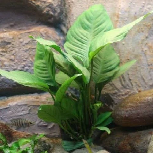Anubias heterophylla para Zona de Sombra