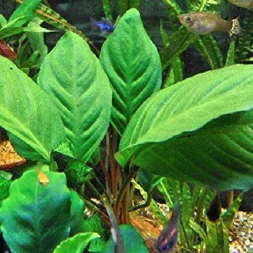 Anubias heterophylla para Zona de Sombra