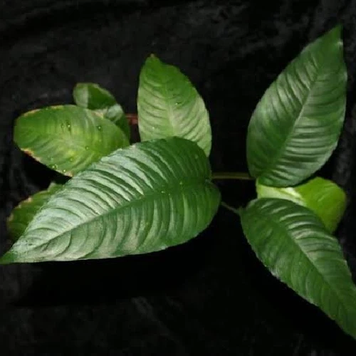Anubias heterophylla para Zona de Sombra