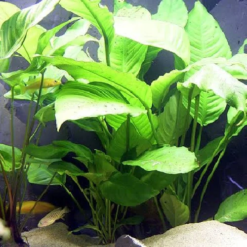 Anubias heterophylla para Zona de Sombra