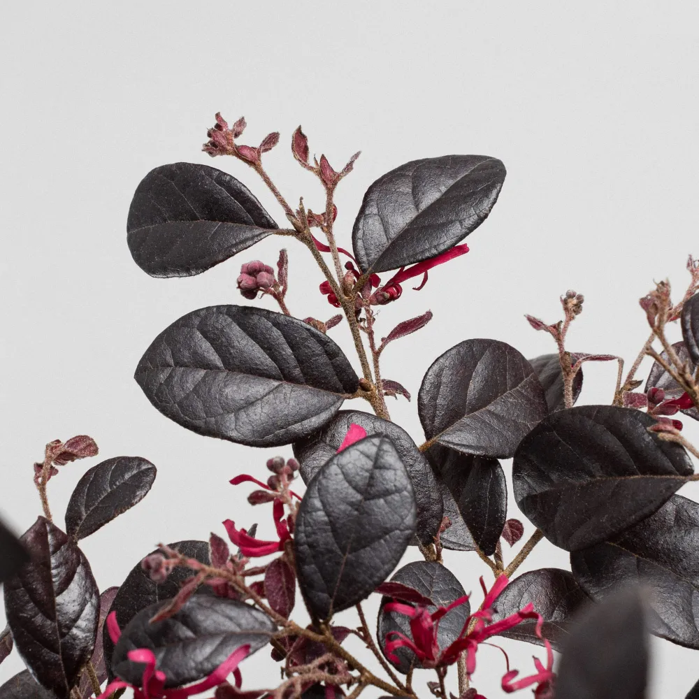 Bulbos de Floración Loropetalum chinense 'Black Pearl'