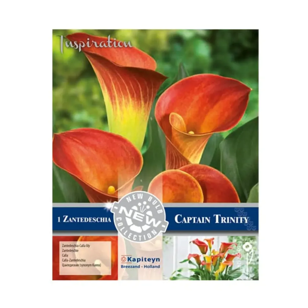 Bulbos de Zantedeschia 'Captain Trinity' Listas para Plantar